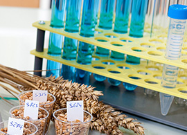 Food & Feed Sector